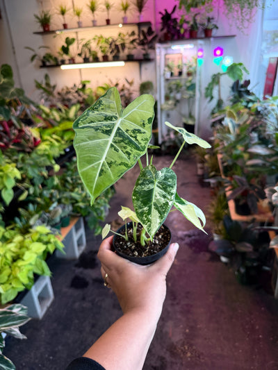 Alocasia ‘Freydek Variegated’
