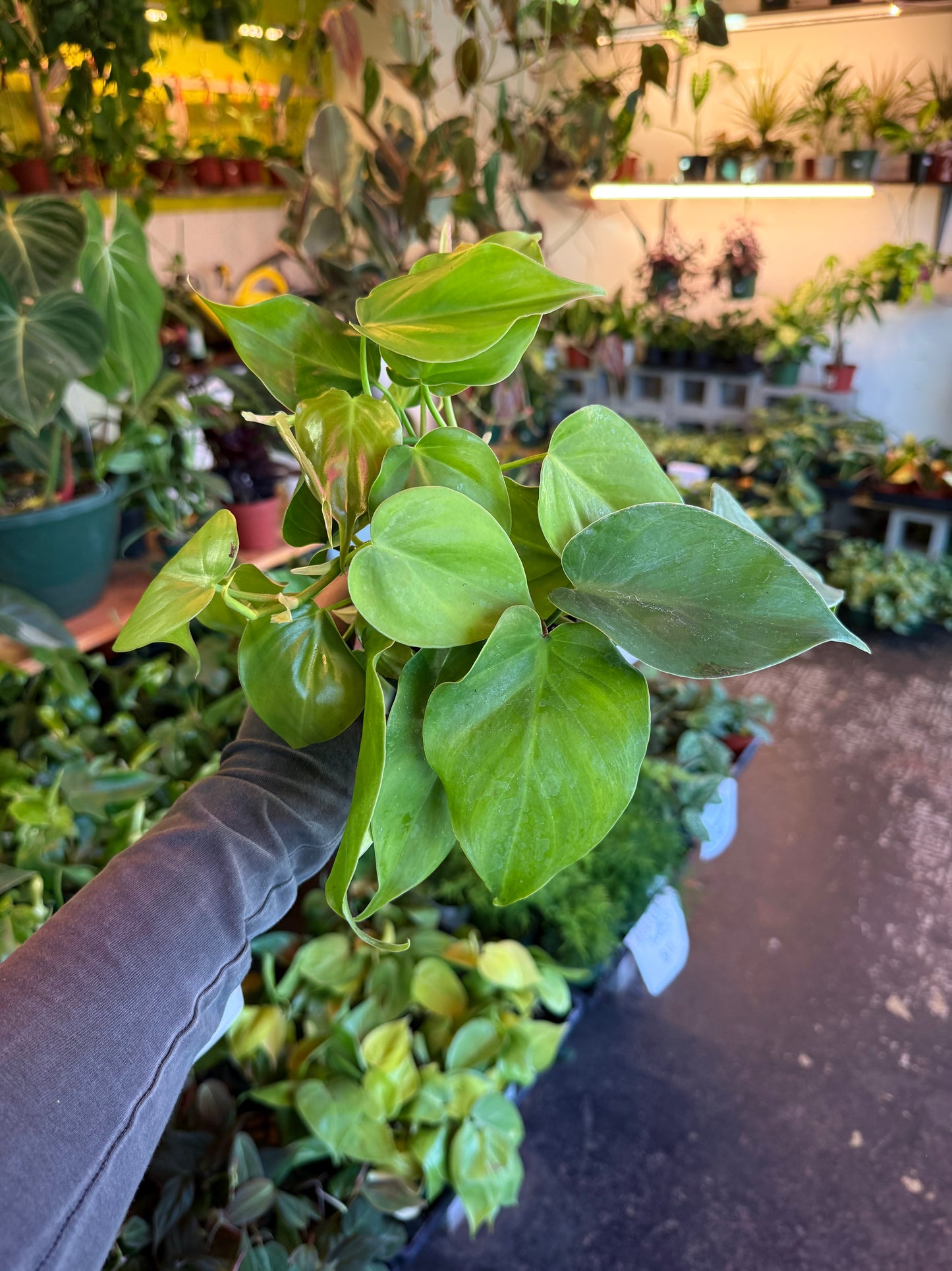 Philodendron Cordatum