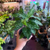 Aglaonema ‘Pictum Tricolor’