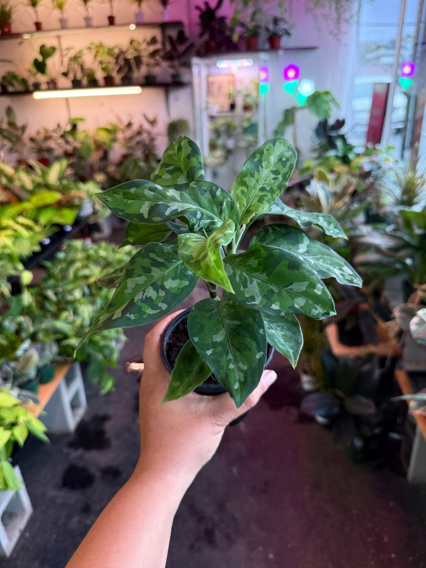 Aglaonema ‘Pictum Tricolor’
