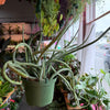 Senecio ‘Stapeliformis’