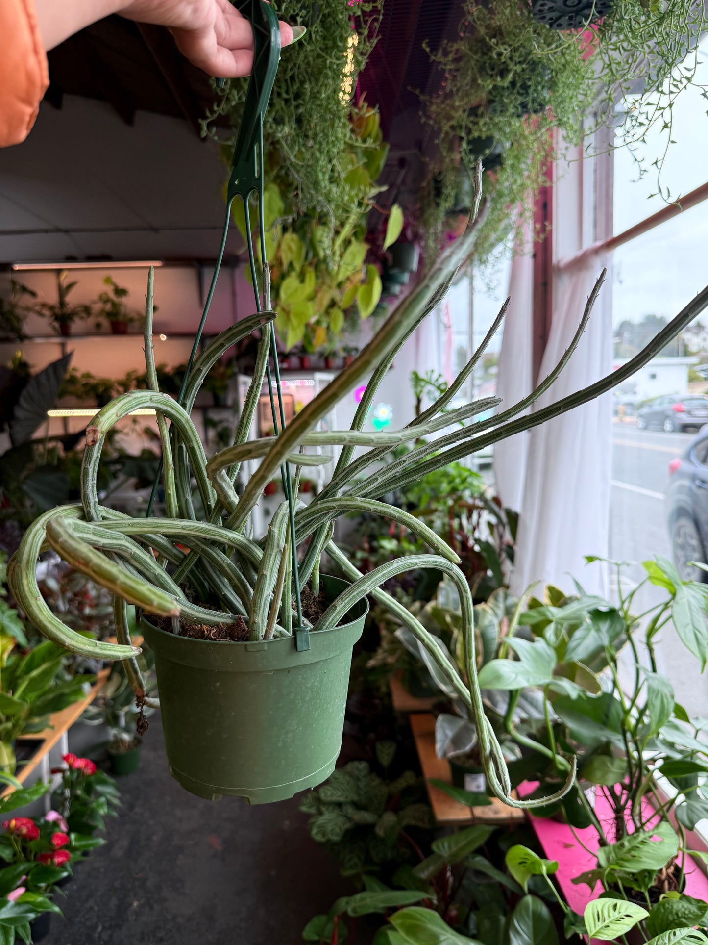 Senecio ‘Stapeliformis’
