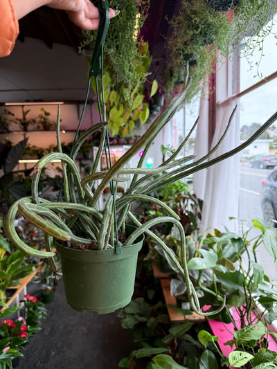 Senecio ‘Stapeliformis’