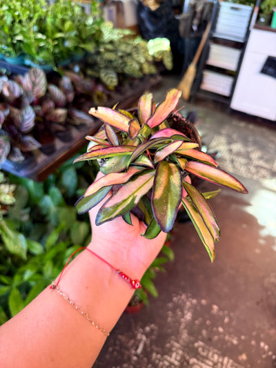 Hoya 'Wayetii' Variegated
