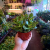 Jade Plant