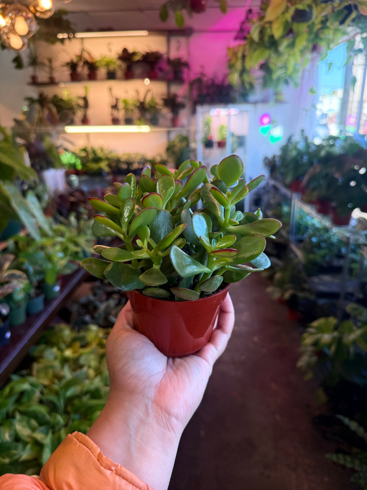 Jade Plant