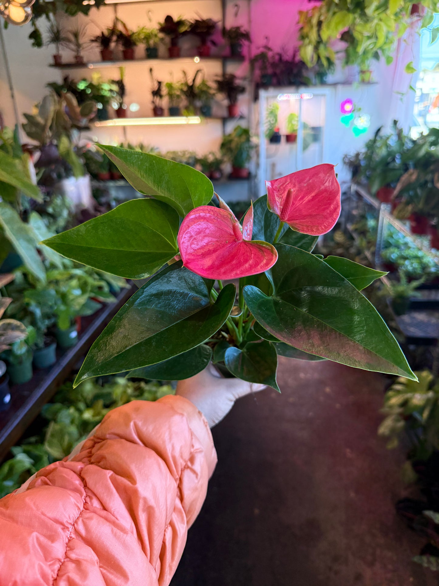 Anthurium ‘Sweet Dream’