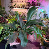 Staghorn Fern