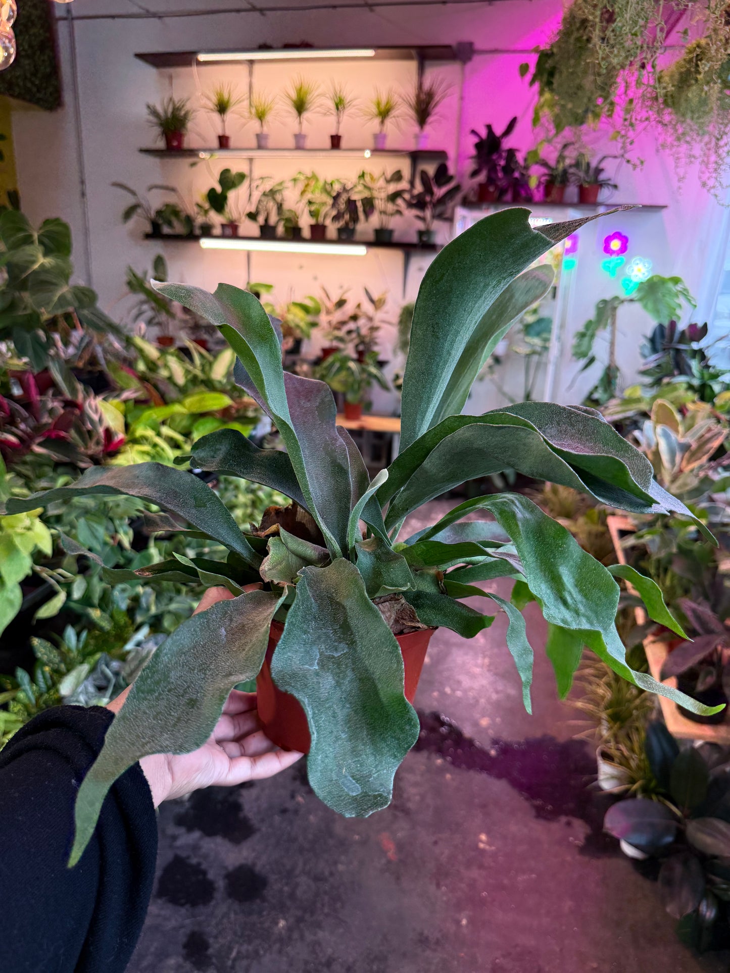 Staghorn Fern
