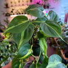 Philodendron 'Brazil'