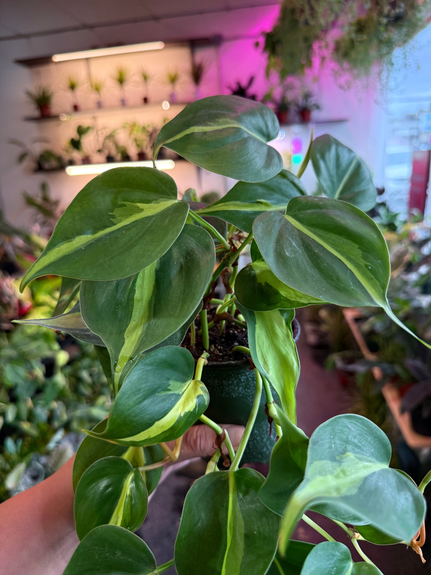 Philodendron 'Brazil'