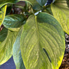 Monstera ‘Peru’