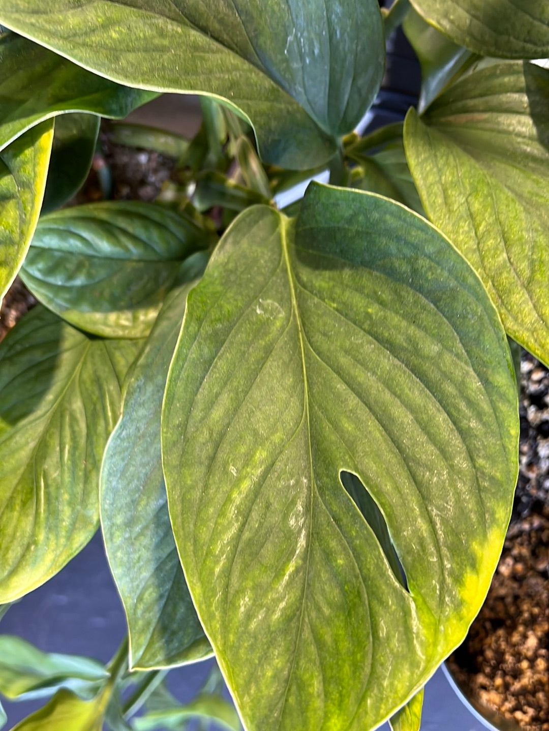 Monstera ‘Peru’
