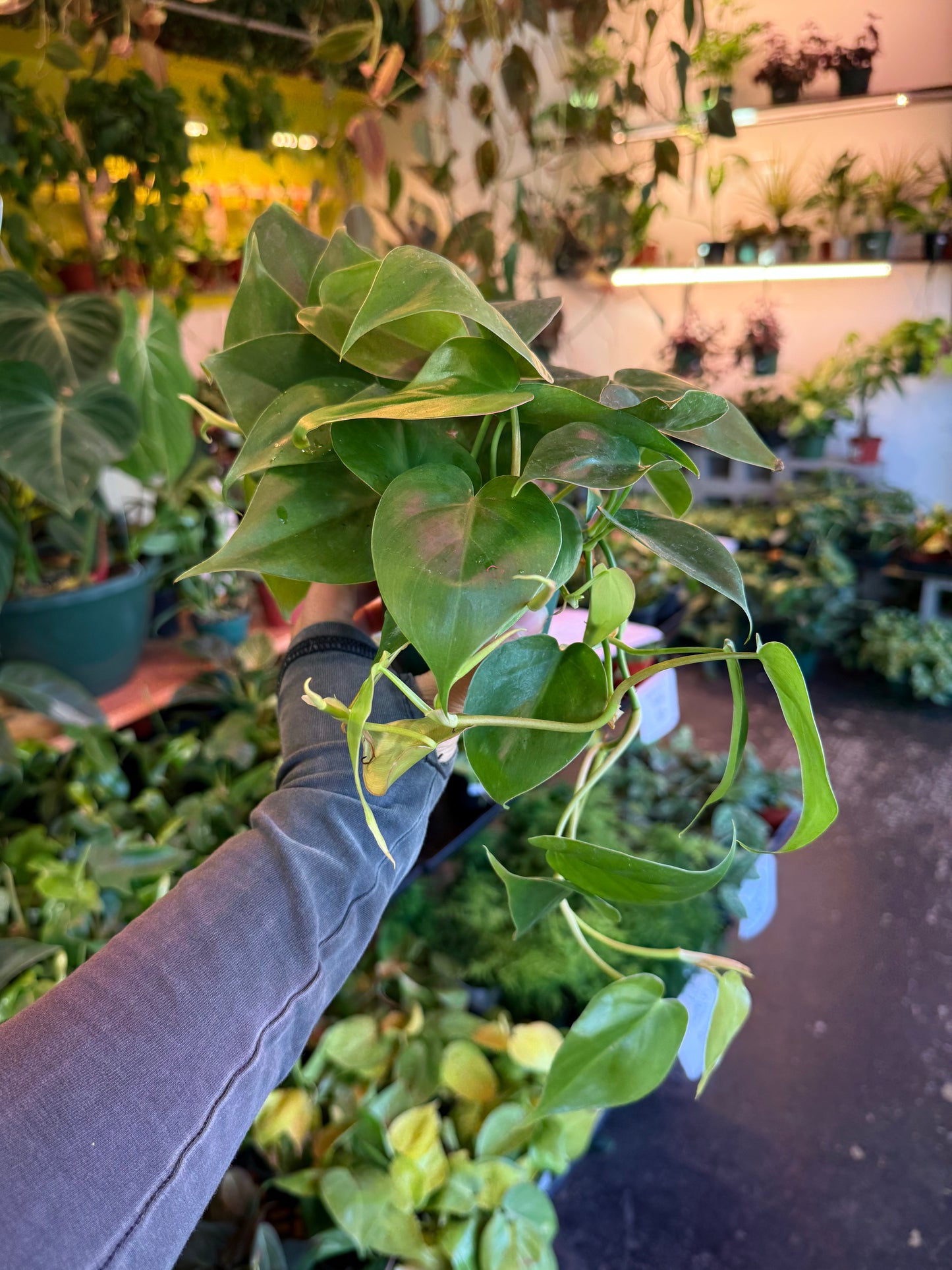 Philodendron Cordatum