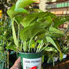 Pothos 'Jade'