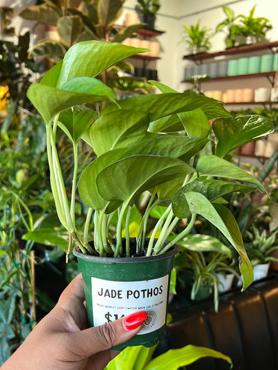 Pothos 'Jade'