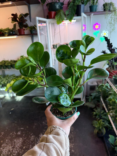 Peperomia Lemon Lime