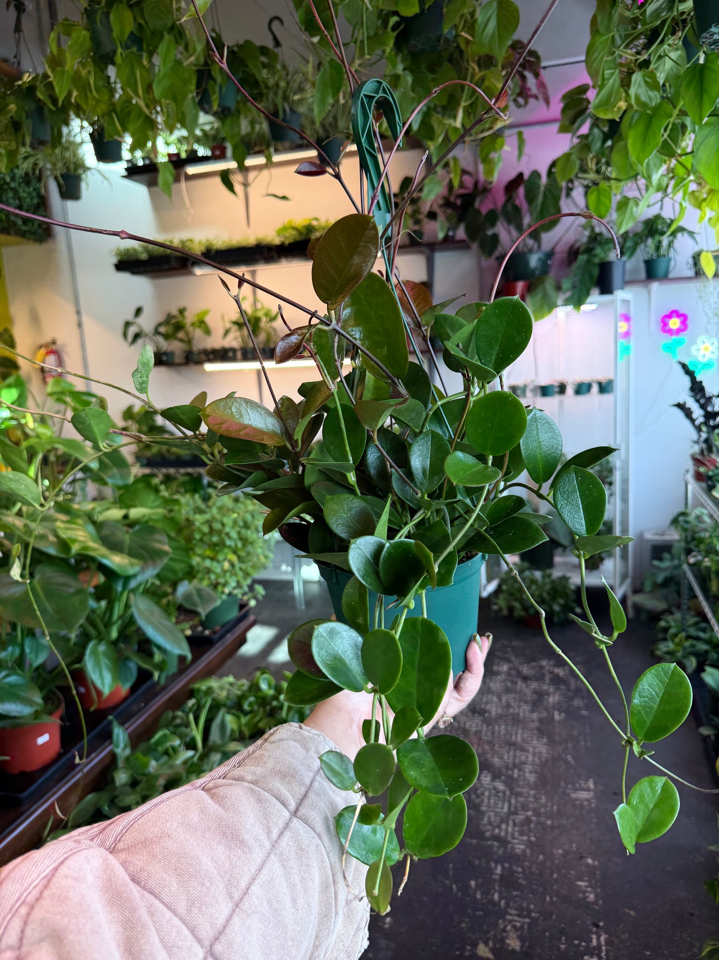 Hoya 'Australis'