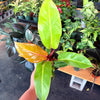 Philodendron Prince of Orange