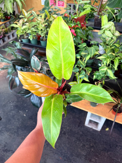 Philodendron Prince of Orange
