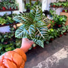 Zebra Plant