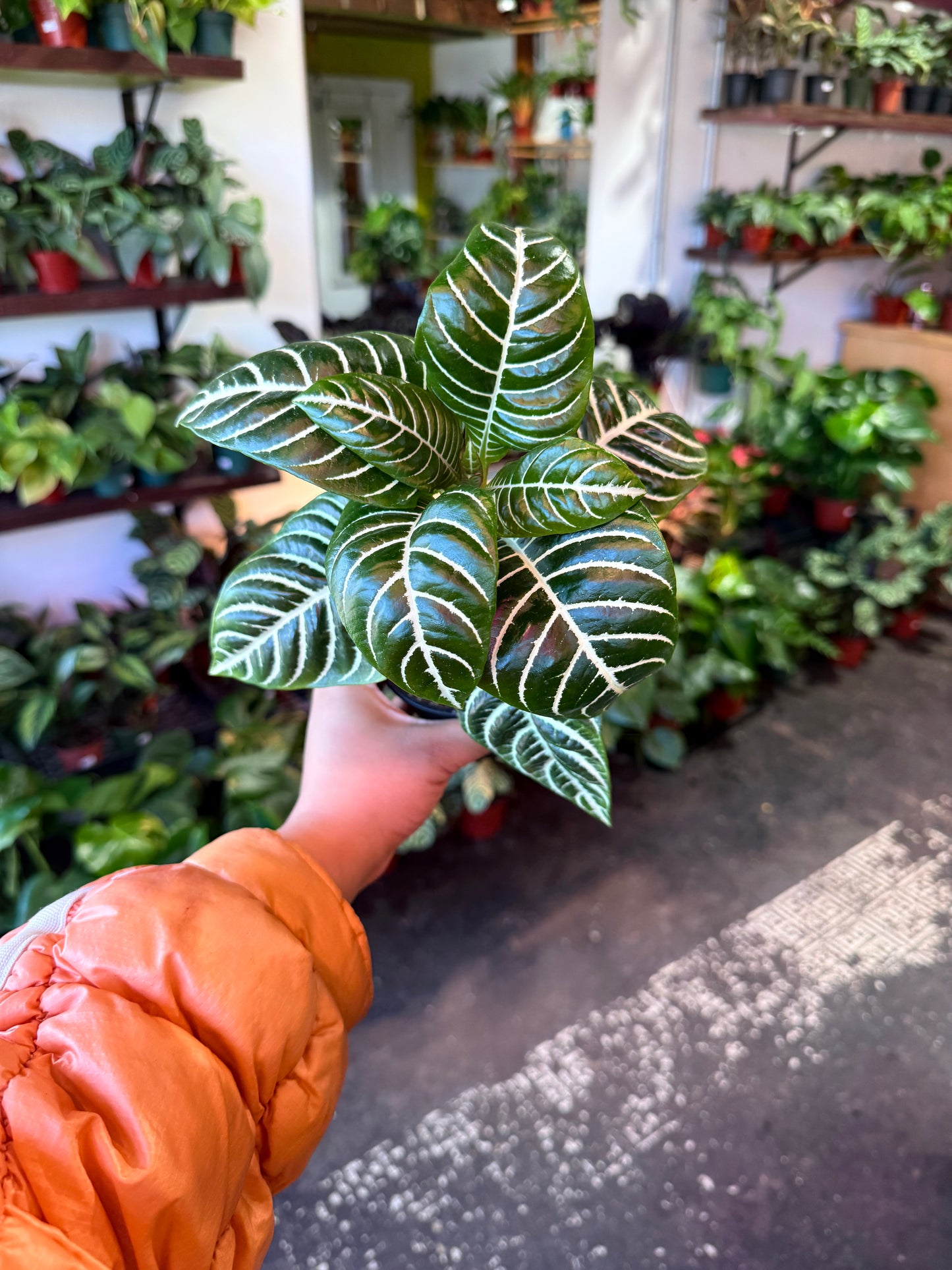 Zebra Plant