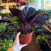 Calathea 'Dottie'