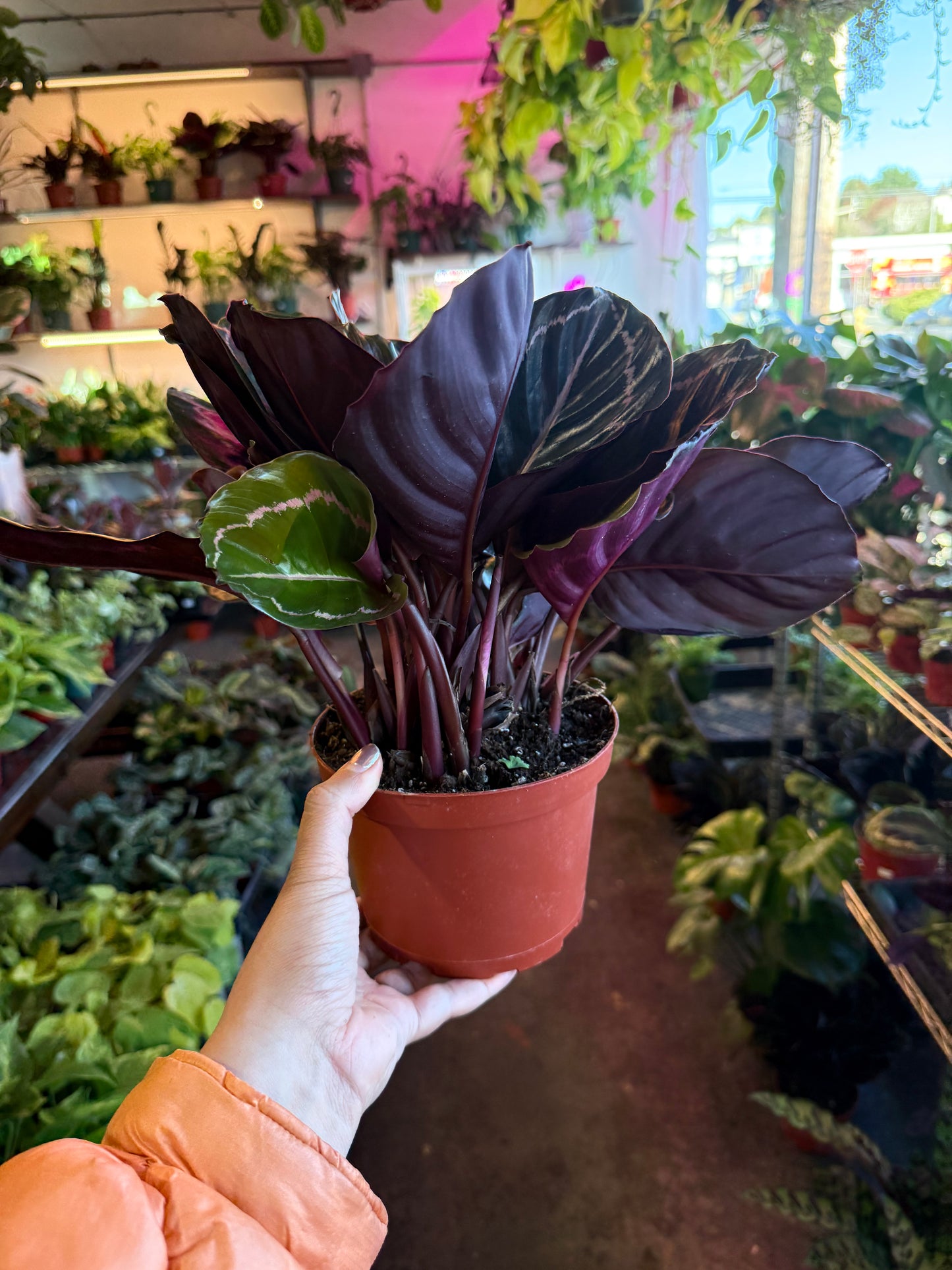 Calathea 'Dottie'