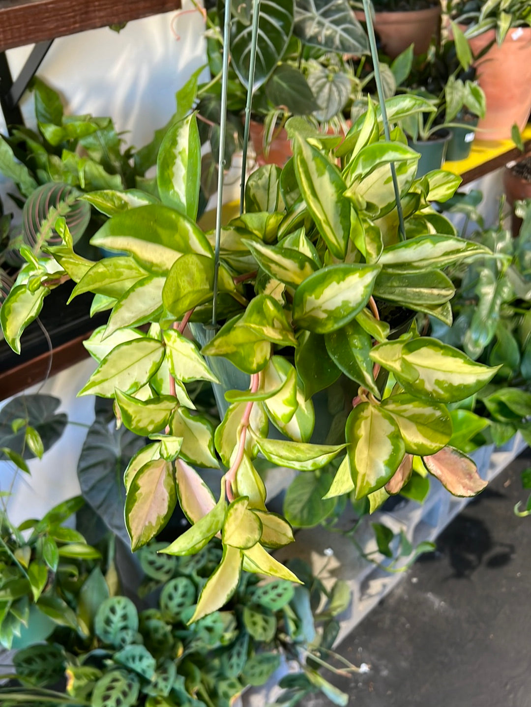 Hoya ‘Tricolor’