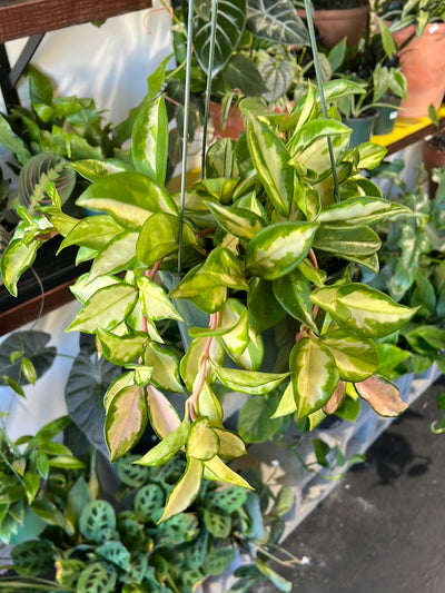 Hoya ‘Tricolor’