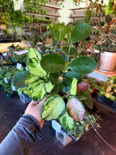 Hoya ‘Australis Tri Color’