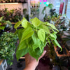 Philodendron Neon