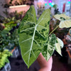 Alocasia ‘Freydek Variegated’
