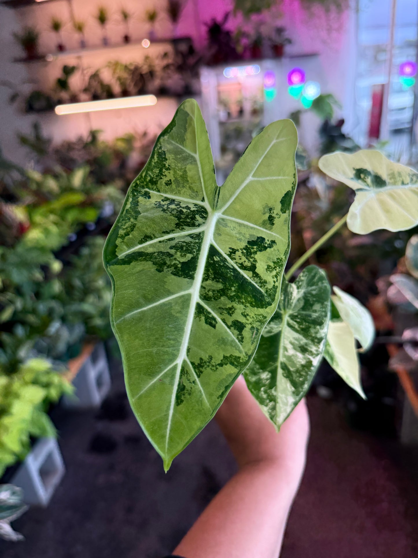 Alocasia ‘Freydek Variegated’