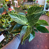Philodendron ‘Birkin'