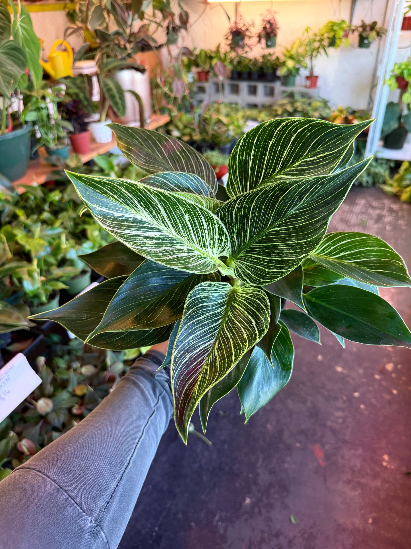 Philodendron ‘Birkin'