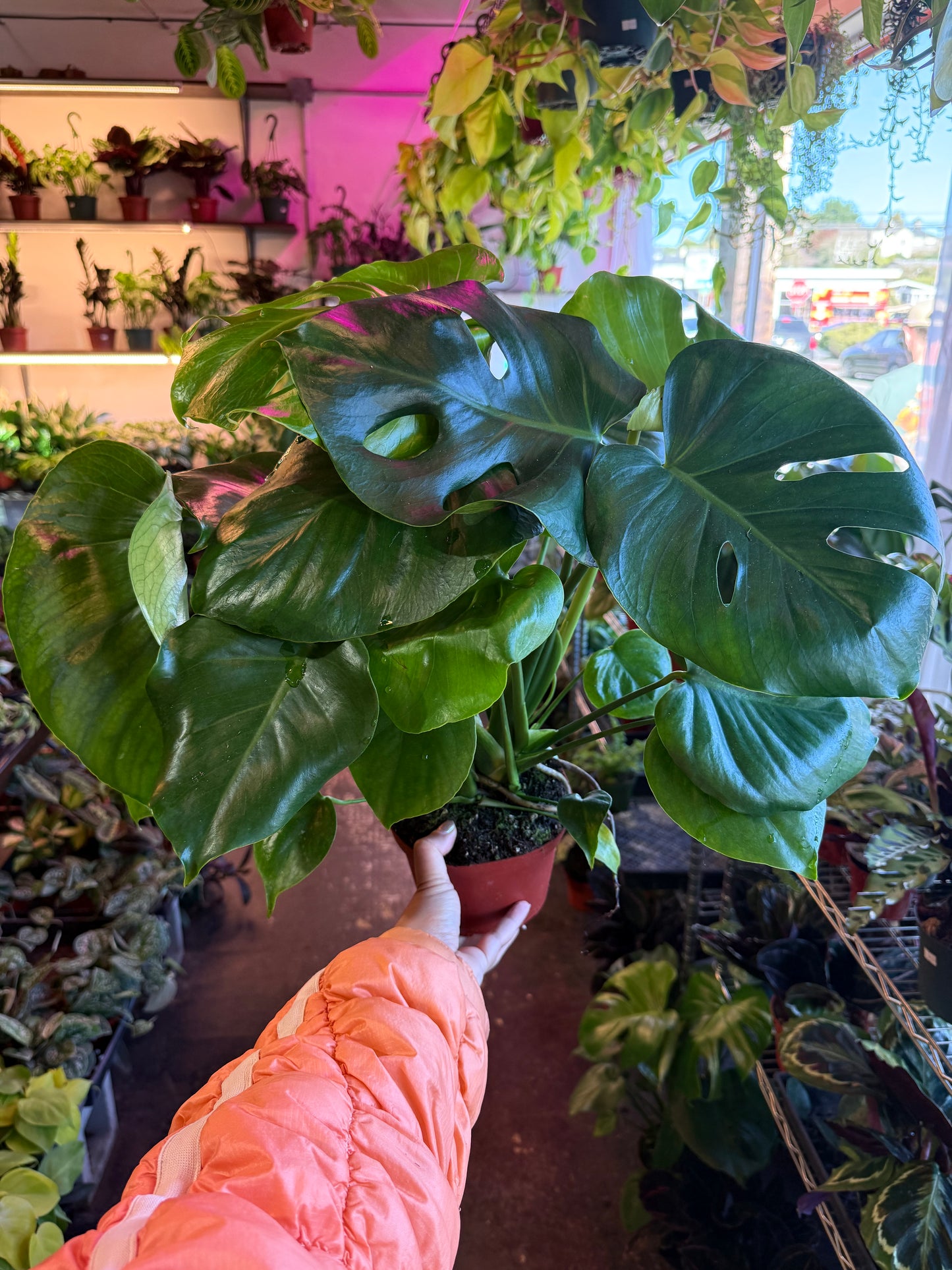 Philodendron Monstera Split-Leaf