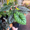 Alocasia 'Dragon Scale'