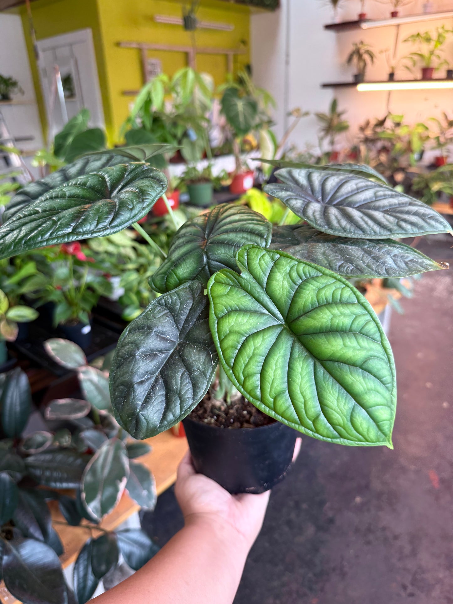 Alocasia 'Dragon Scale'