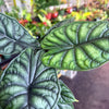 Alocasia 'Dragon Scale'