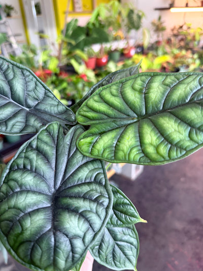 Alocasia 'Dragon Scale'