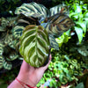 Calathea 'Makoyana'