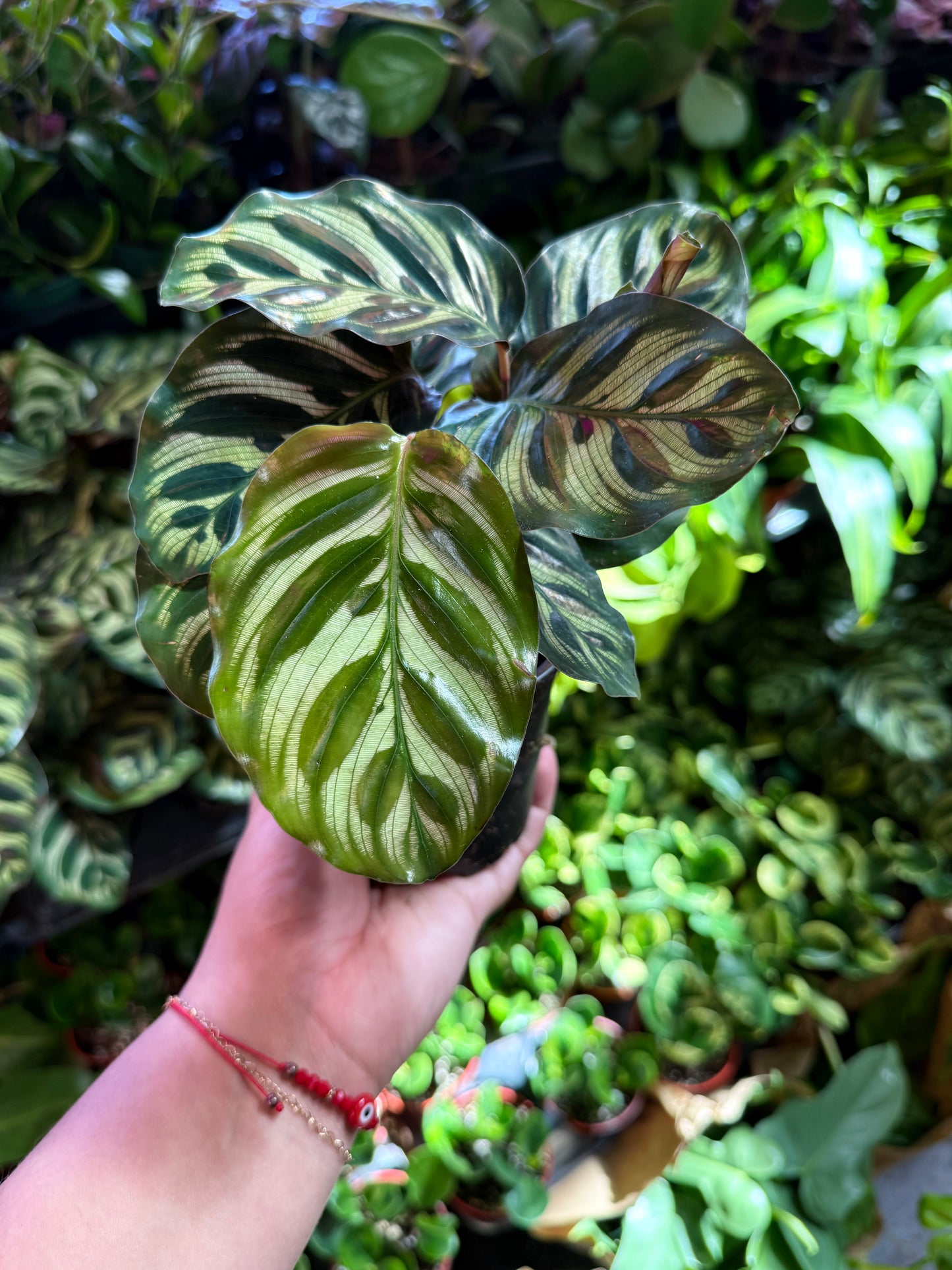 Calathea 'Makoyana'