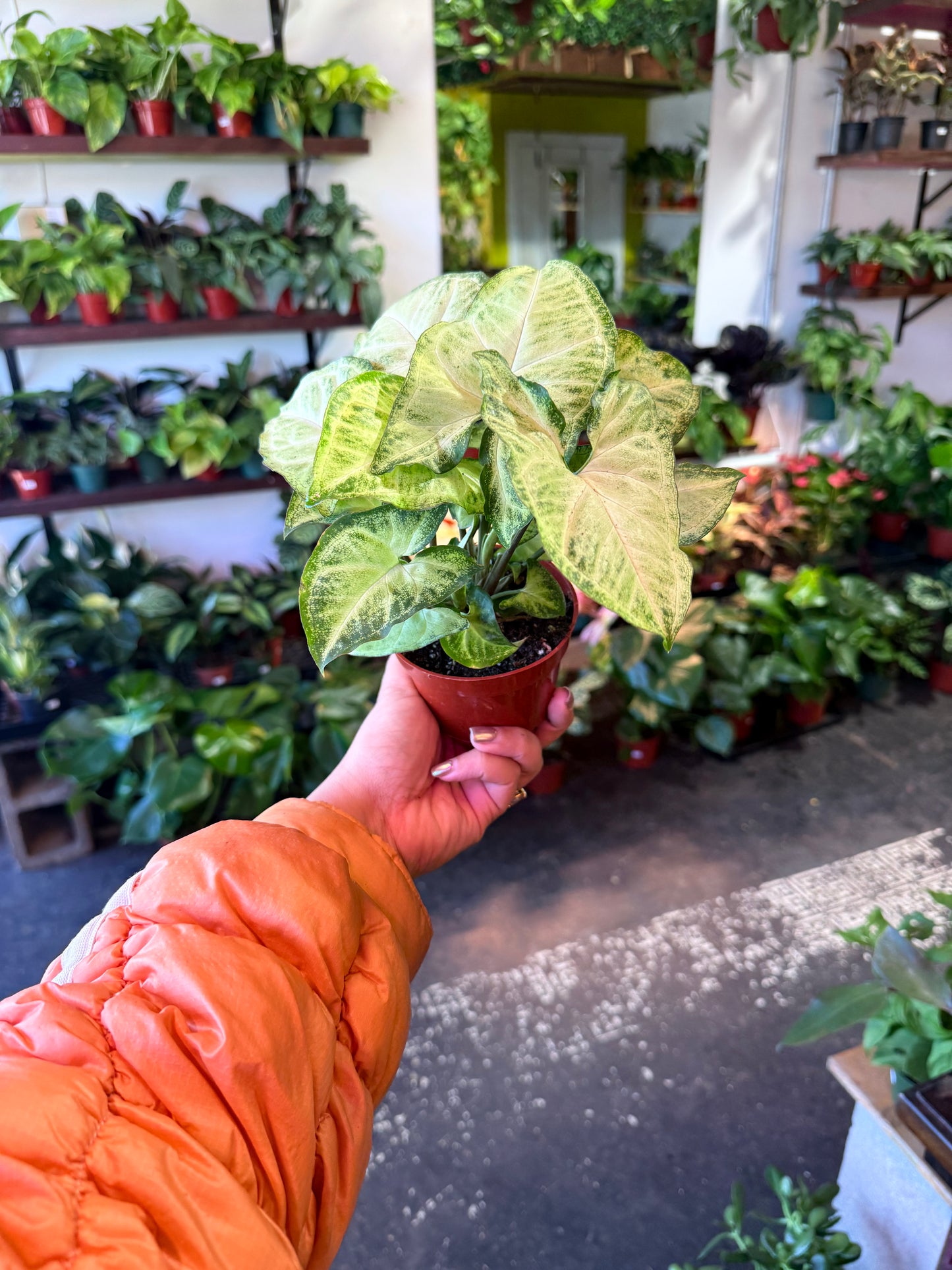 Syngonium 'White Butterfly'