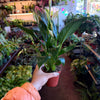 Spathiphyllum ‘Peace Lily'