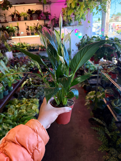 Spathiphyllum ‘Peace Lily'