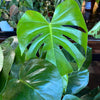 Philodendron Monstera Split-Leaf
