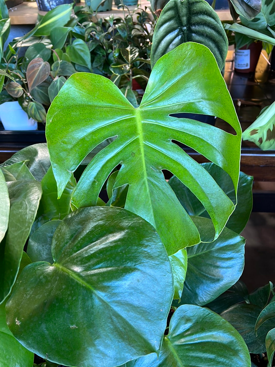 Philodendron Monstera Split-Leaf