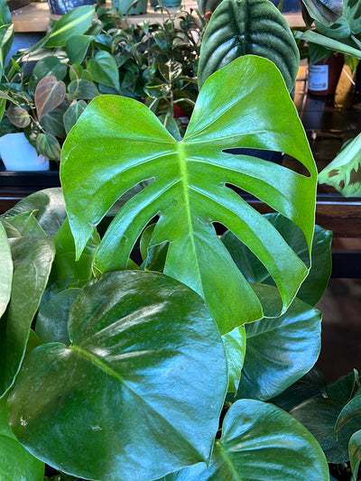 Philodendron Monstera Split-Leaf