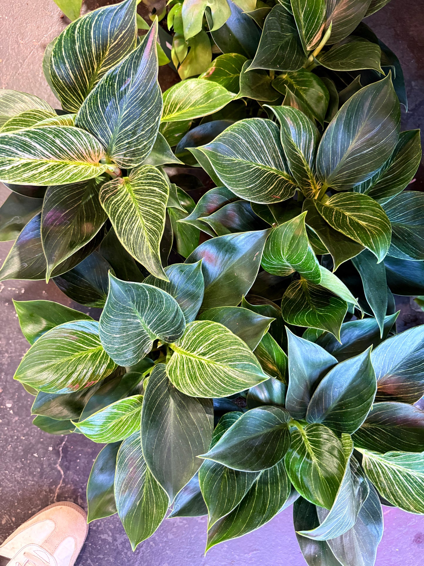 Philodendron ‘Birkin'